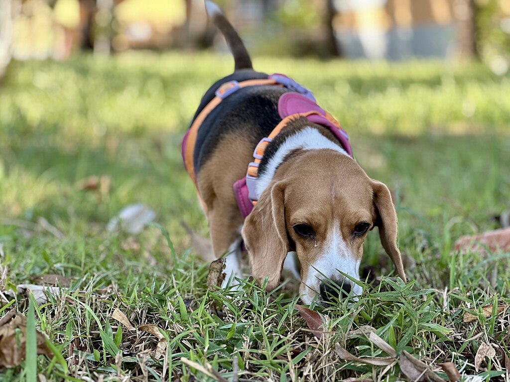 The image shows a dog, specifically a Beagle, standing in an outdoor area