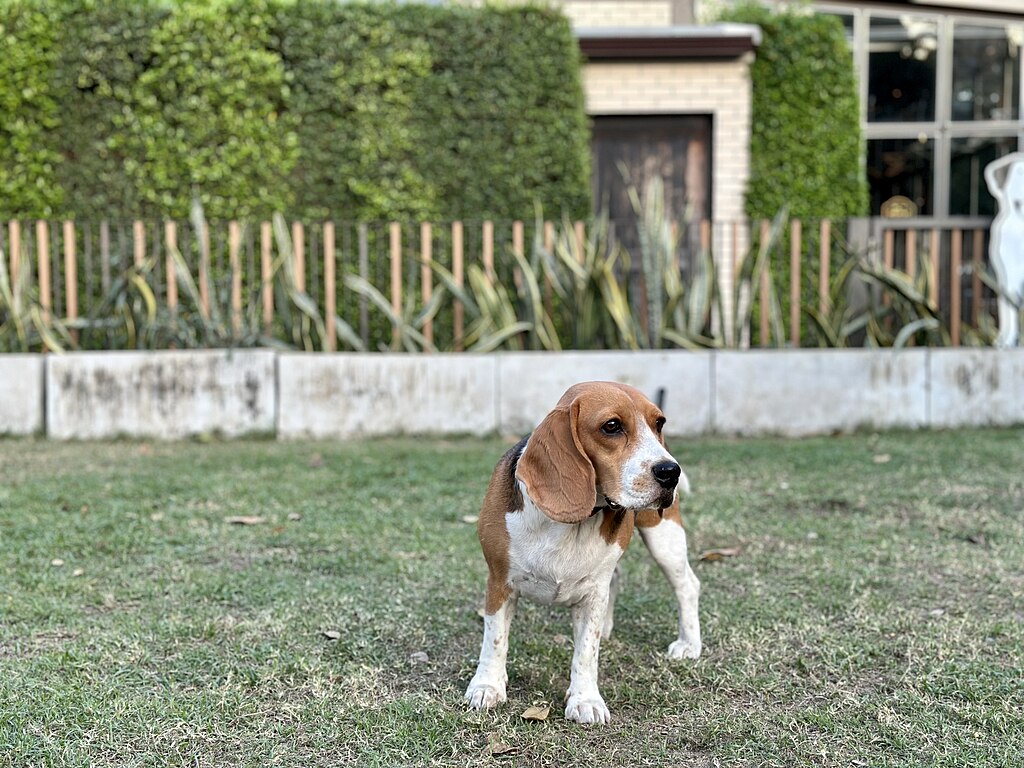 The image shows a dog, specifically a Beagle, standing in an outdoor area