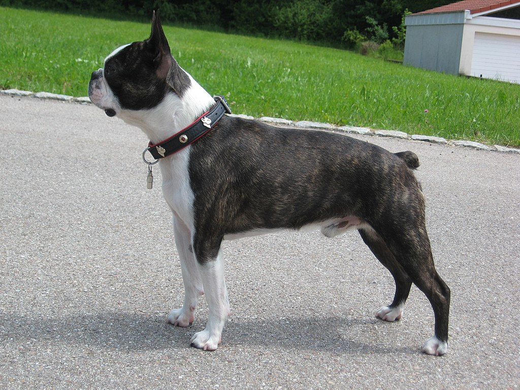 The image shows a dog, specifically a Boston Terrier, standing in an outdoor area