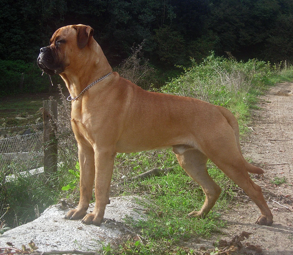 The image shows a dog, specifically a Bullmastiff, standing in an outdoor area