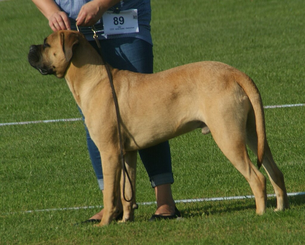 The image shows a dog, specifically a Bullmastiff, standing in an outdoor area