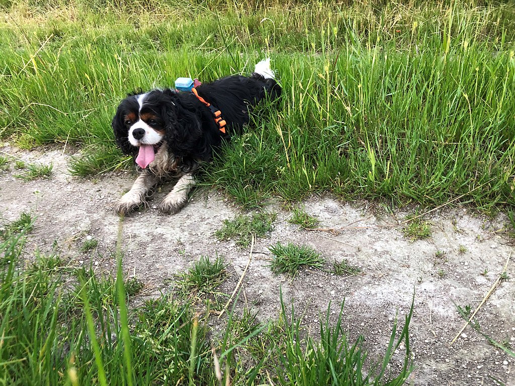 The image shows a dog, specifically a Cavalier King Charles Spaniel