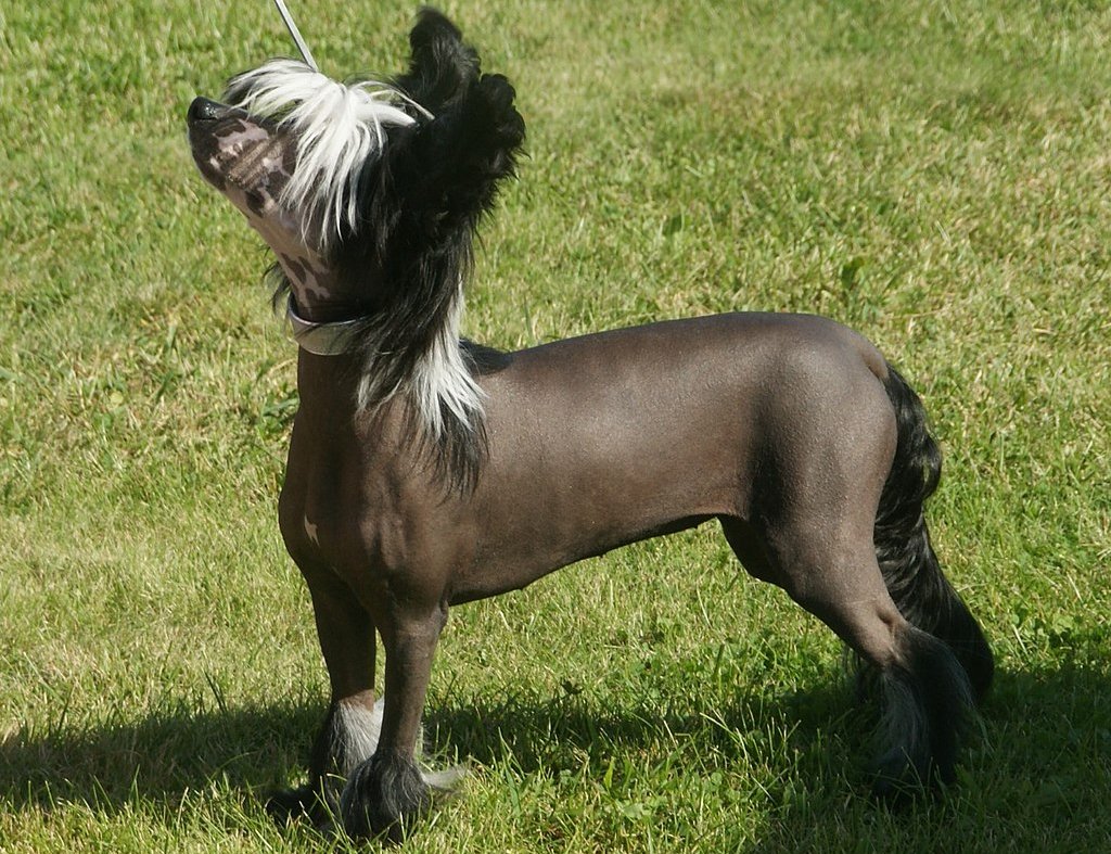 The image shows a dog, specifically a Chinese Crested, standing in an outdoor area