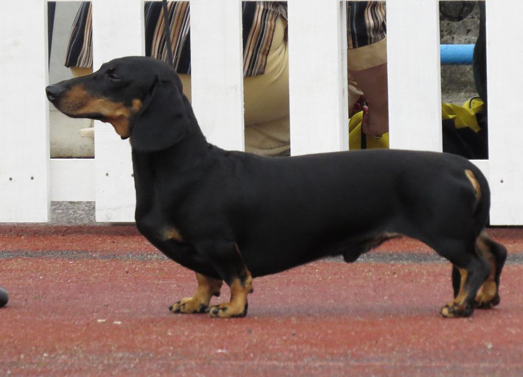 The image shows a dog, specifically a Dachshund, standing in an outdoor area