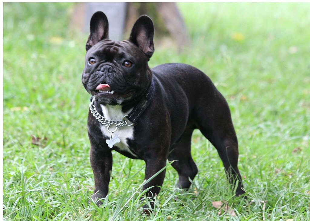The image shows a dog, specifically a French Bulldog, standing in an outdoor area
