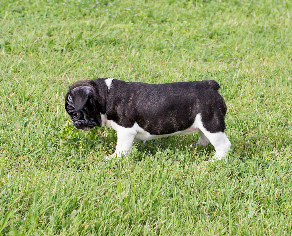 The image shows a dog, specifically a French Bulldog, standing in an outdoor area