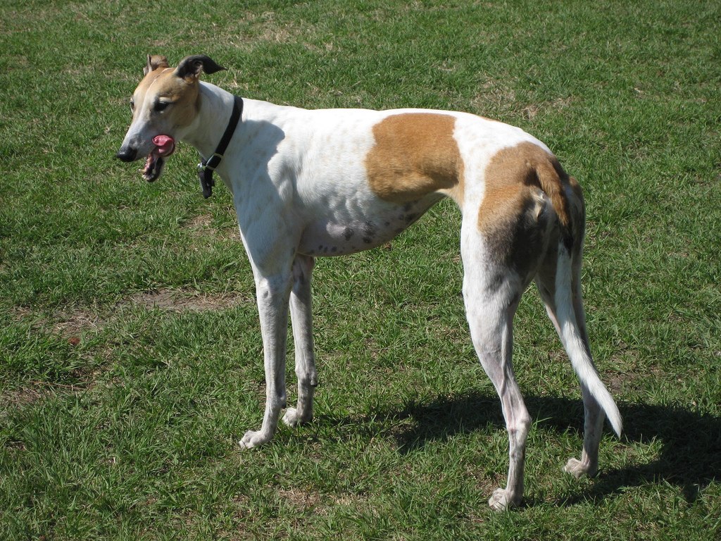 The image shows a dog, specifically a Greyhound, standing in an outdoor area