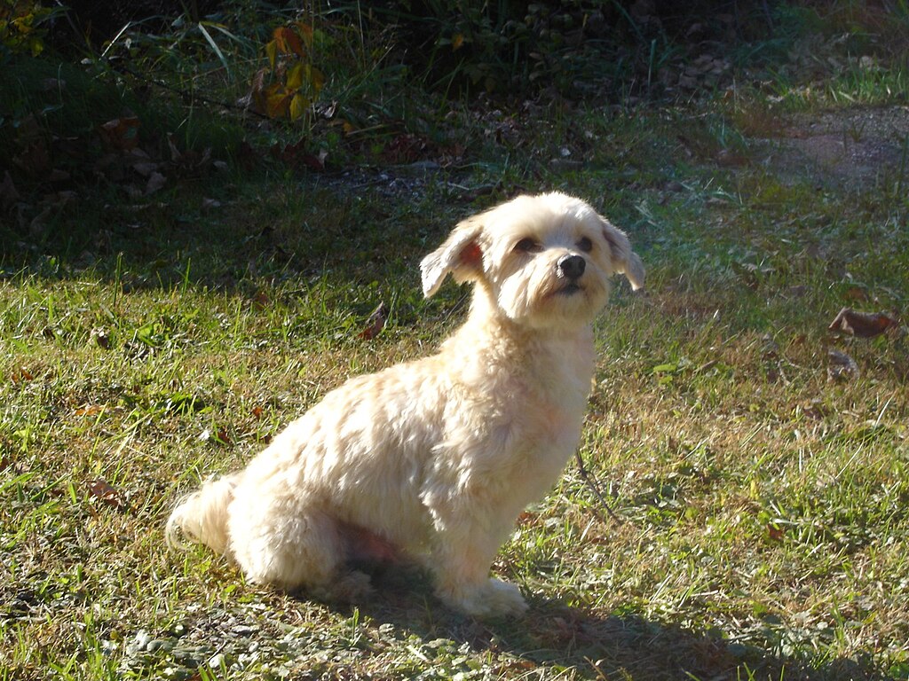 The image shows a dog, specifically a Havanese, standing in an outdoor area
