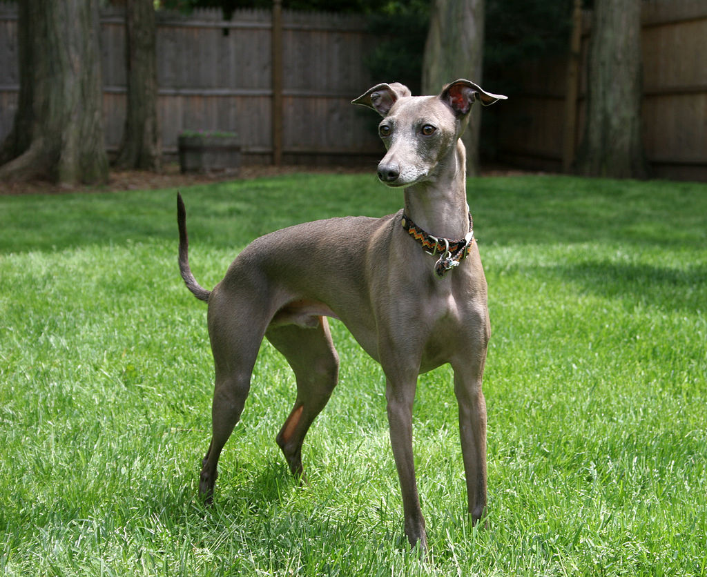 The image shows a dog, specifically a Italian Greyhound, standing in an outdoor area