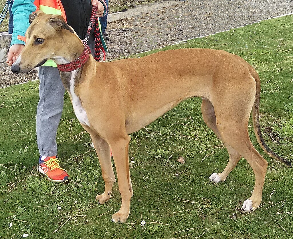 The image shows a dog, specifically a Greyhound, standing in an outdoor area