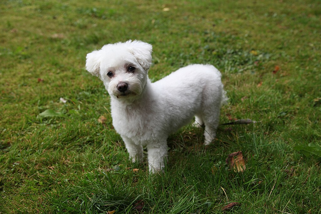 The image shows a dog, specifically a Maltese, standing in an outdoor area