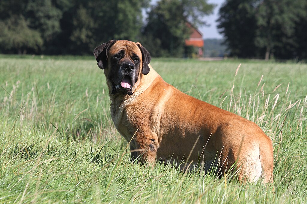 The image shows a dog, specifically a Mastiff, standing in an outdoor area