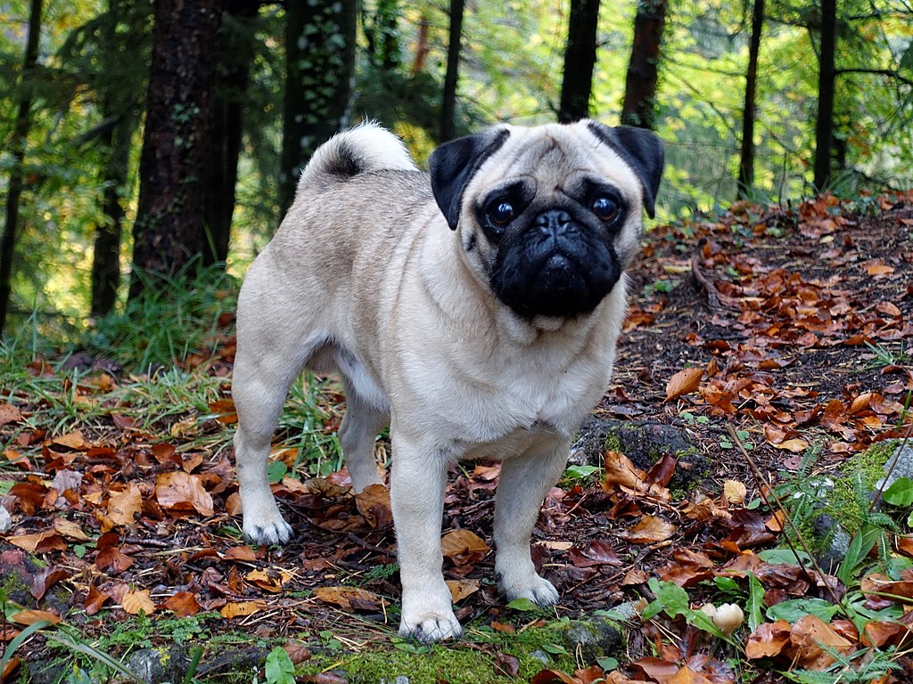 The image shows a dog, specifically a Pug, standing in an outdoor area