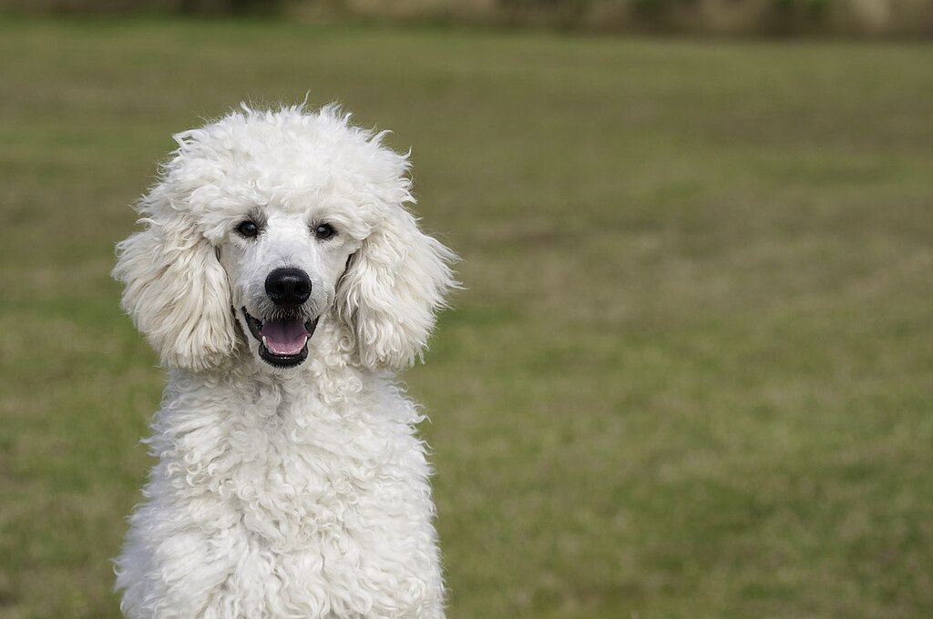 The image shows a dog, specifically a Poodle, standing in an outdoor area