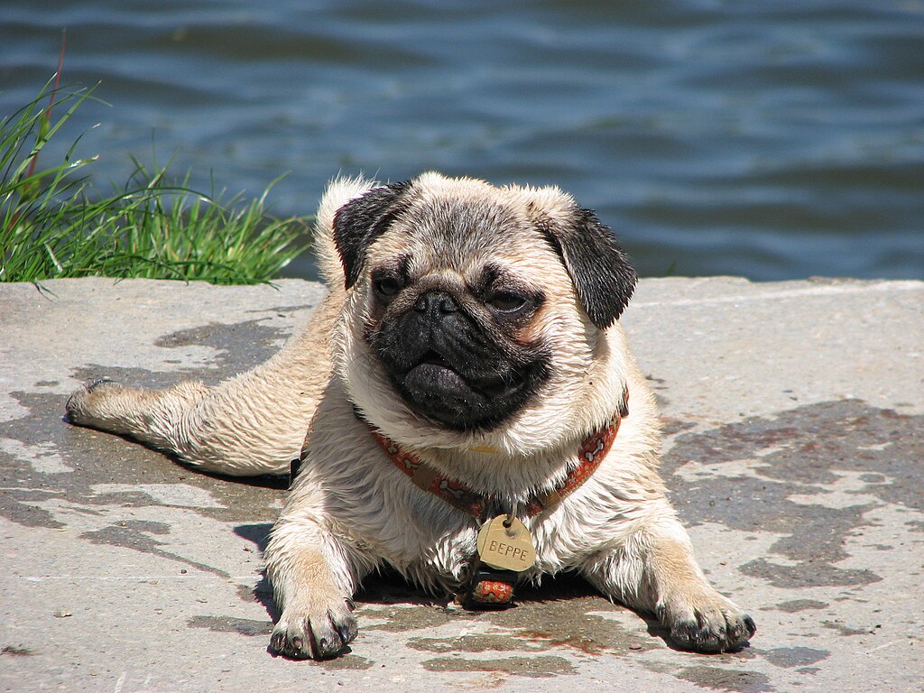 The image shows a dog, specifically a Pug, standing in an outdoor area