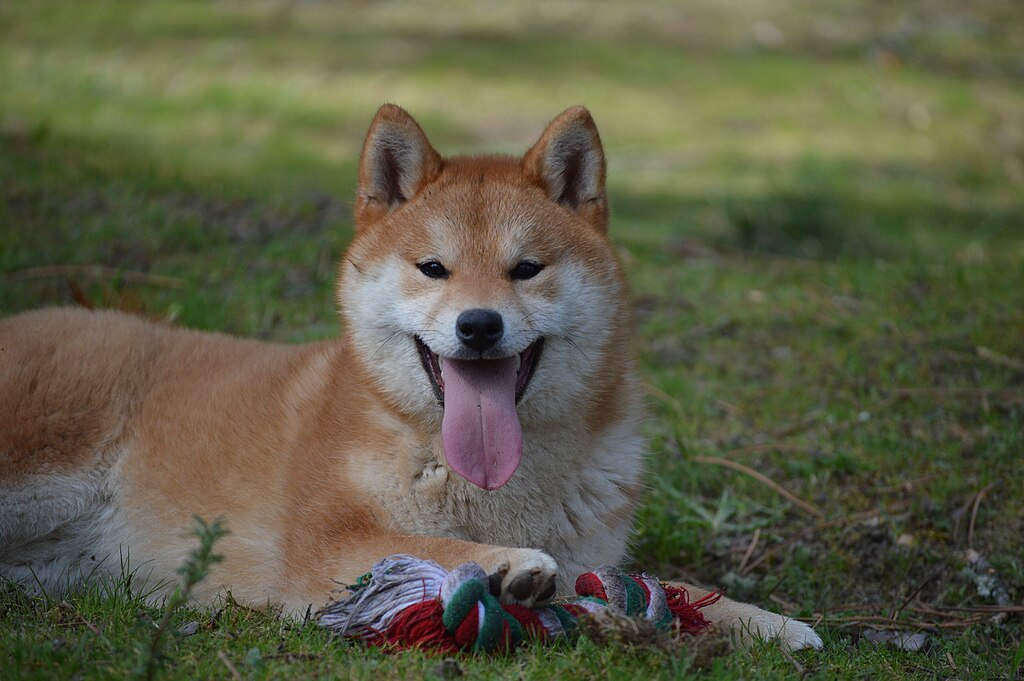 The image shows a dog, specifically a Shiba Inu, standing in an outdoor area
