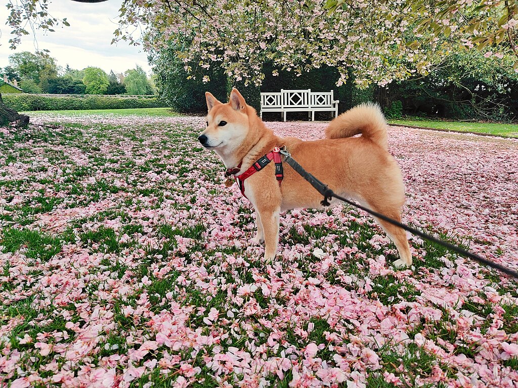 The image shows a dog, specifically a Shiba Inu, standing in an outdoor area
