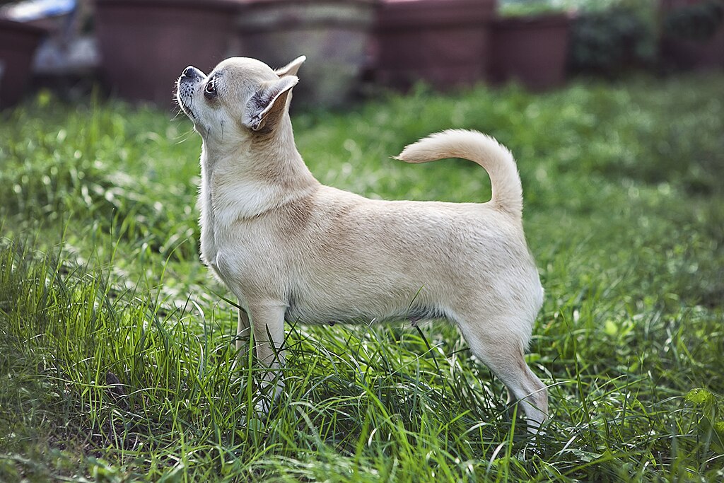 The image shows a dog, specifically a Chihuahua, standing in an outdoor area