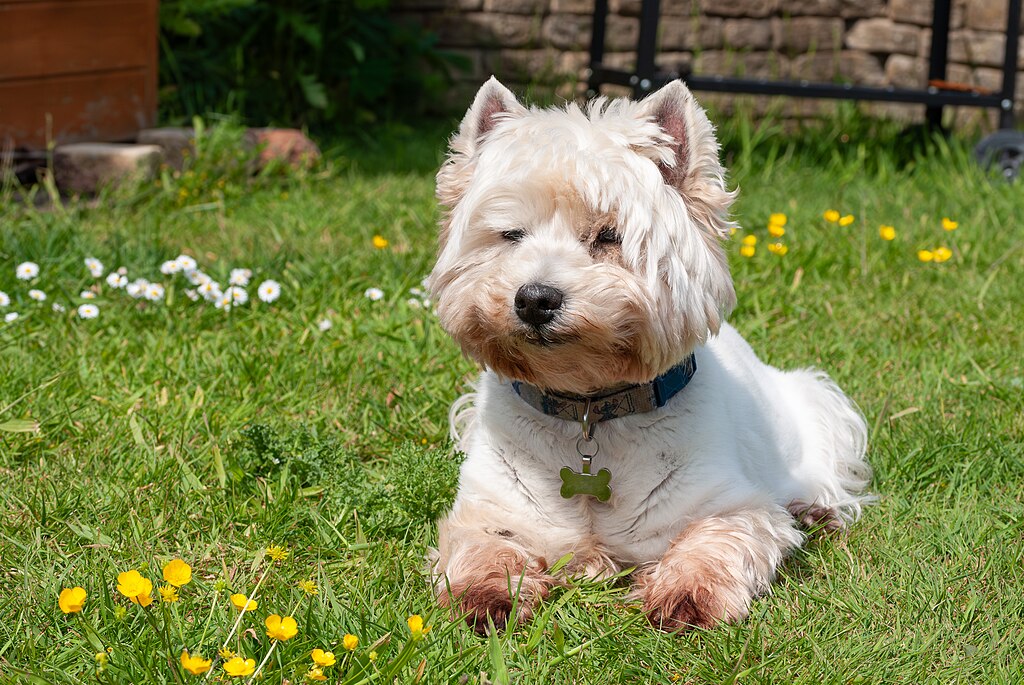 The image shows a dog, specifically a West Highland White Terrier