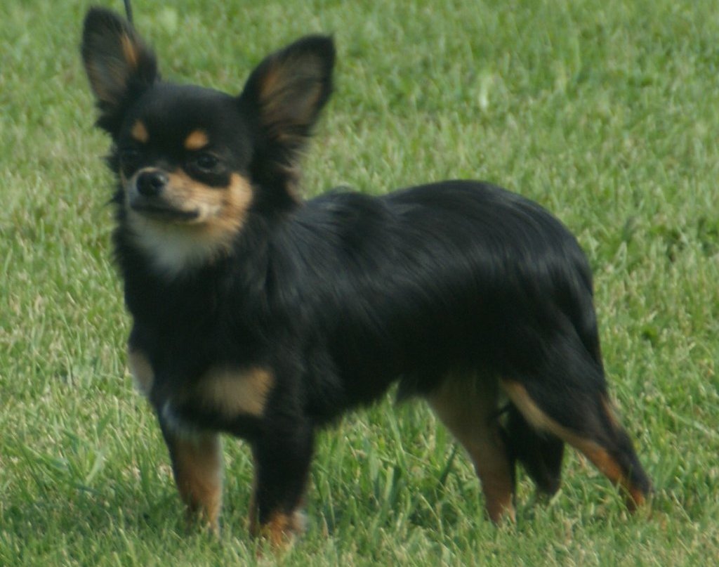 The image shows a dog, specifically a Chihuahua, standing in an outdoor area