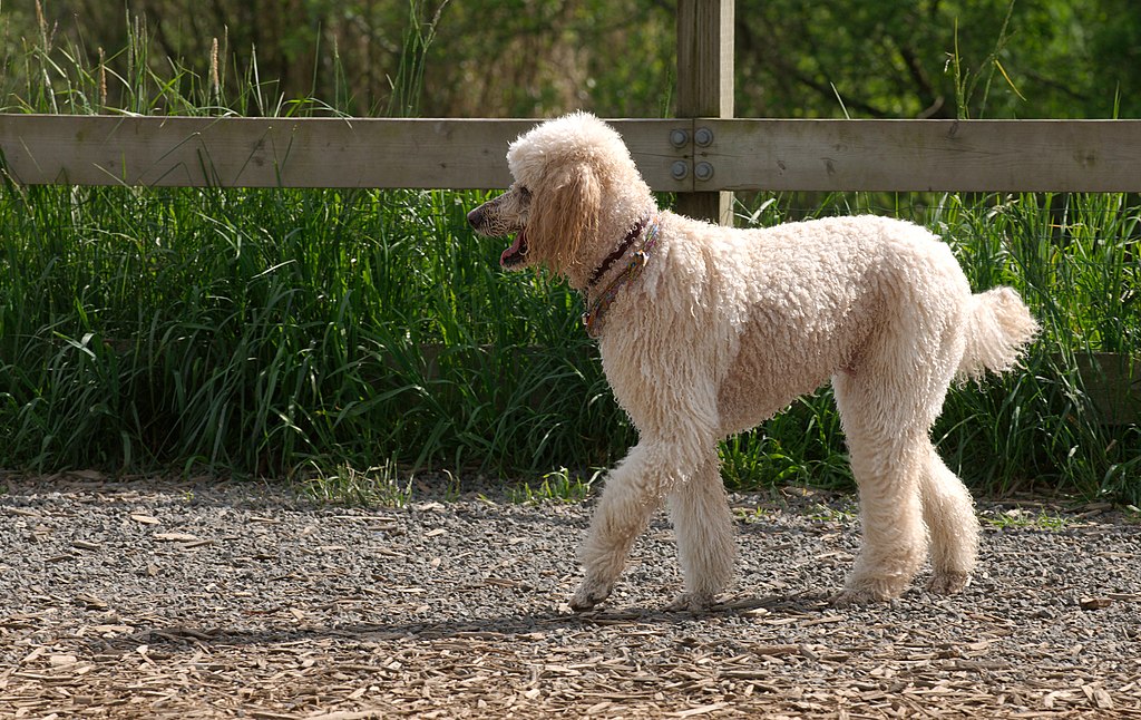 The image shows a dog, specifically a Poodle, standing in an outdoor area