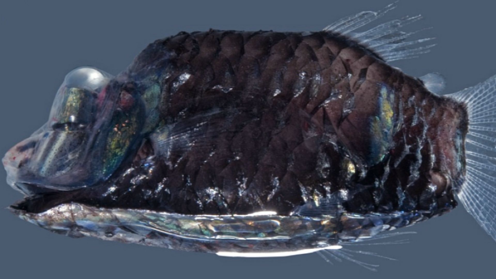 File:Opisthoproctus soleatus fresh.png