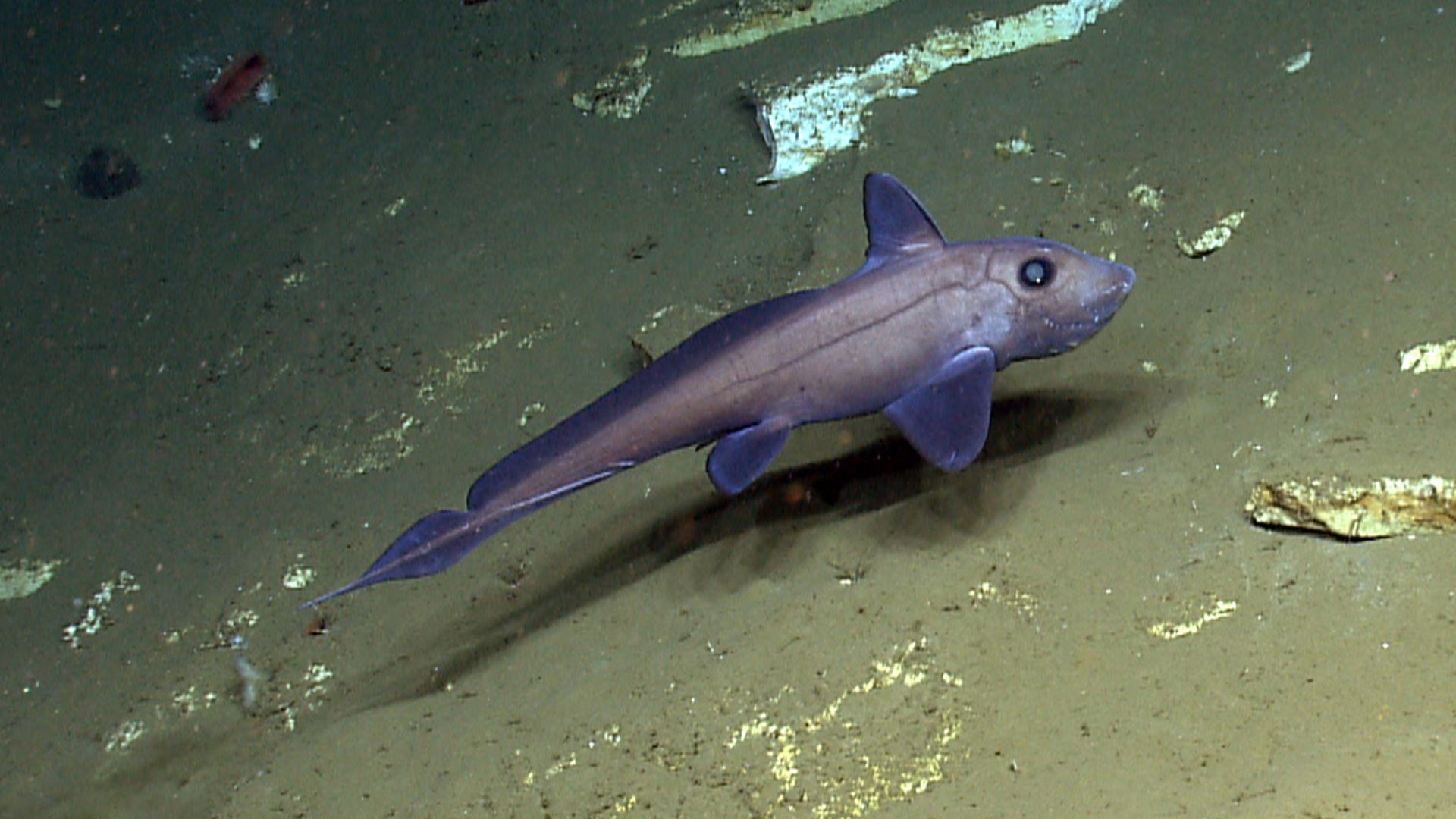 File:Chimaera 01.jpg