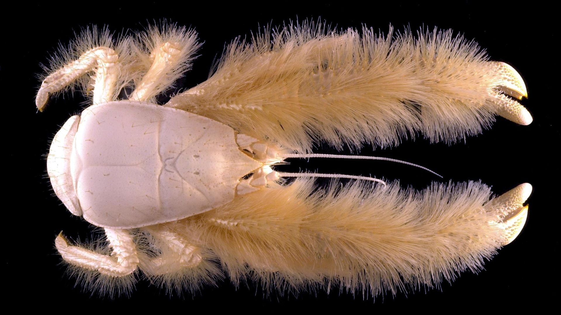 File:Galathée yéti, un habitant des profondeurs abyssales (Ifremer 00569-68091 - 25272).jpg