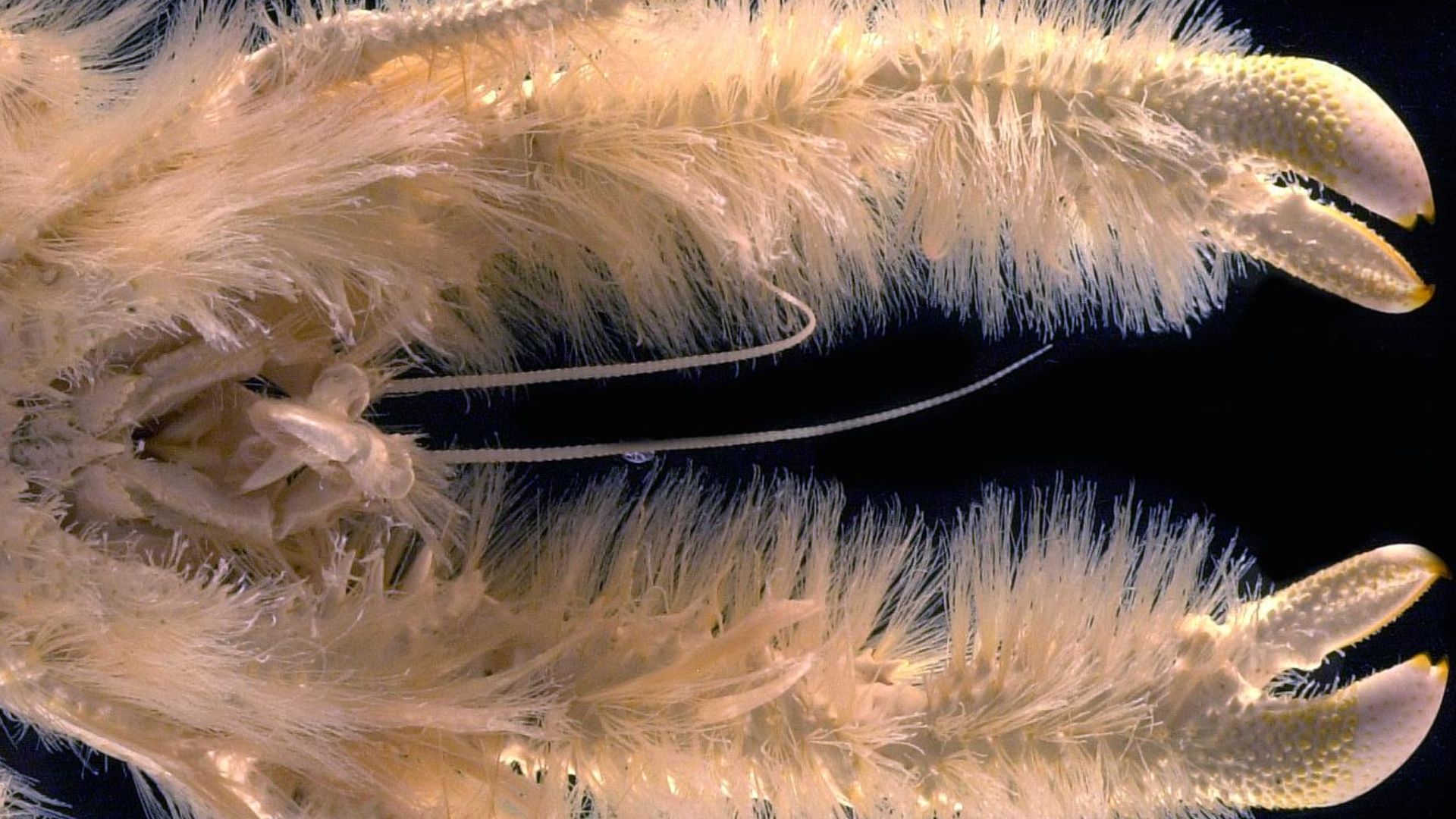 File:Galathée yéti, un habitant des profondeurs abyssales (Ifremer 00569-68091 - 34595).jpg