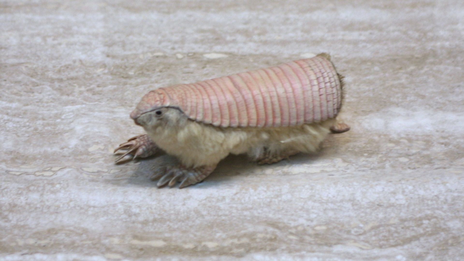 File:Pink Fairy Armadillo (Chlamyphorus truncatus).jpg