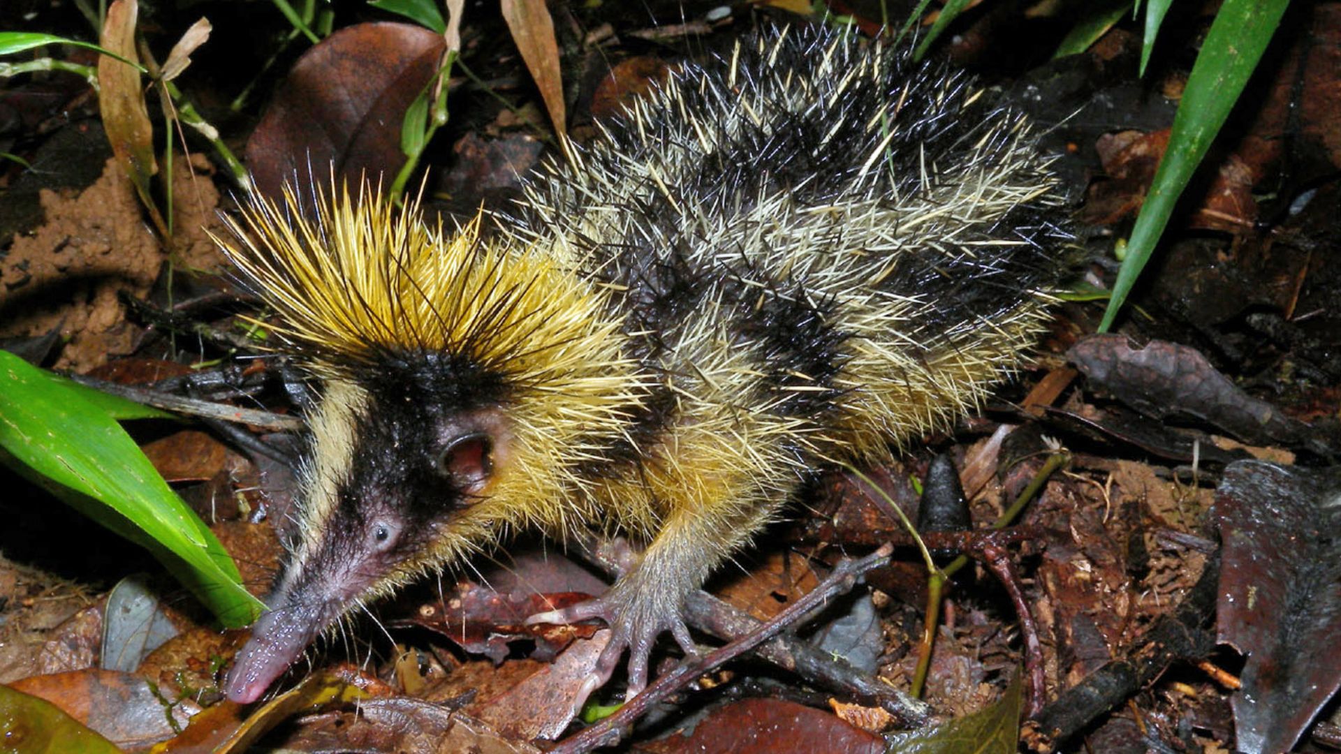 File:Lowland Streaked Tenrec, Mantadia, Madagascar.jpg