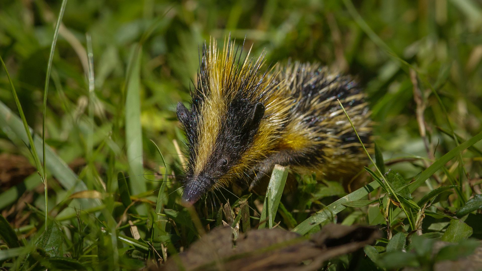 File:Lowland Streaked Tenrec (Hemicentetes semispinosus).jpg