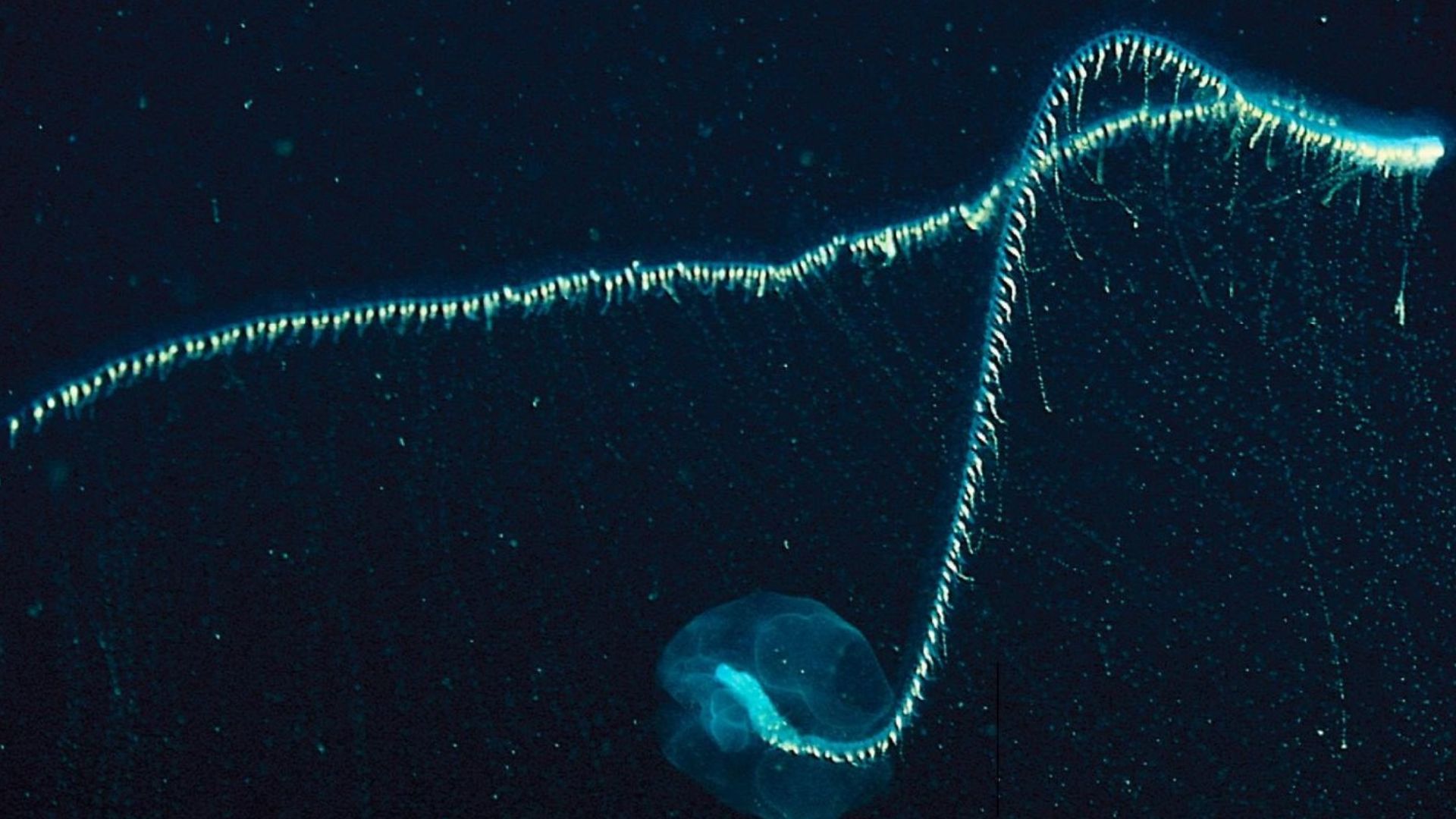 File:Praya dubia (Giant siphonophore).jpg