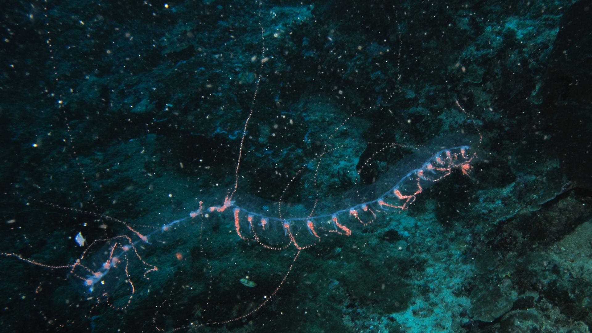 File:Siphonophore (8482692352).jpg