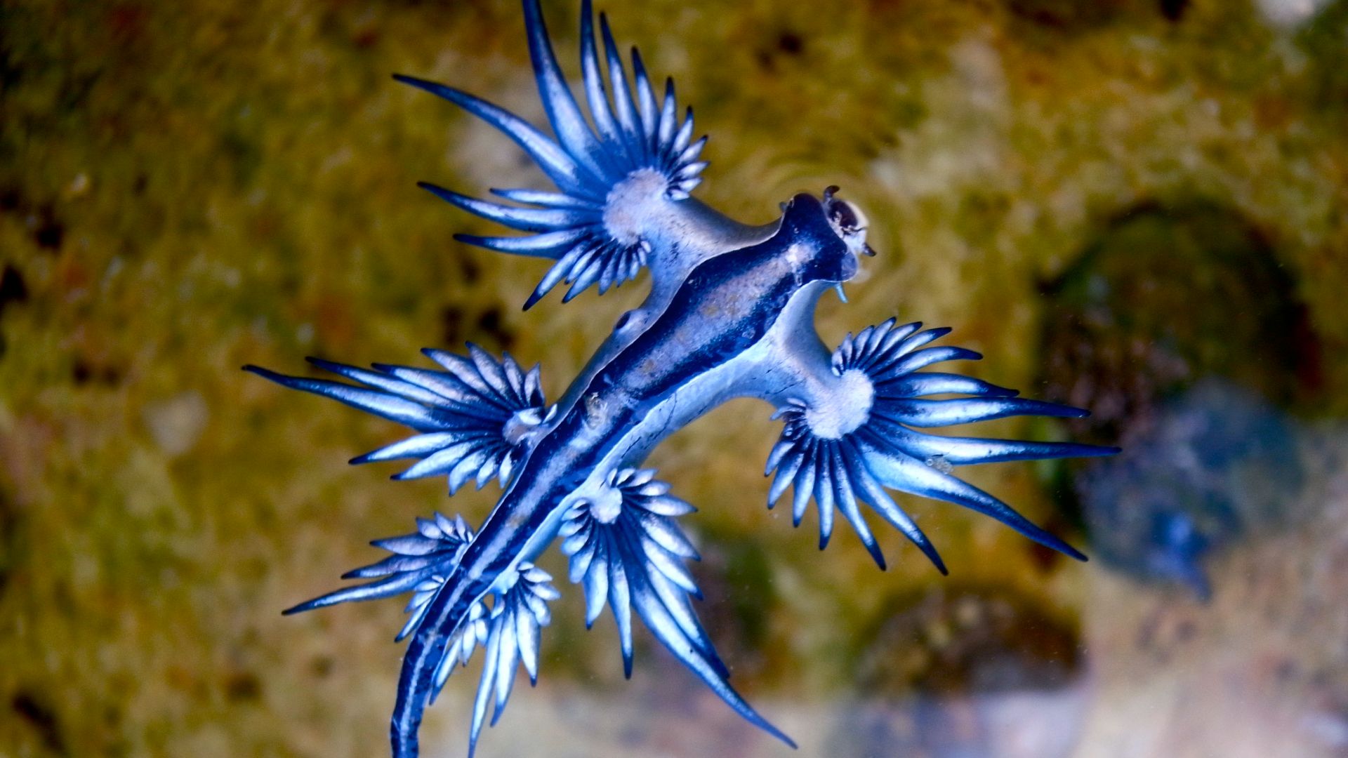 File:Blue dragon-glaucus atlanticus (8599051974).jpg