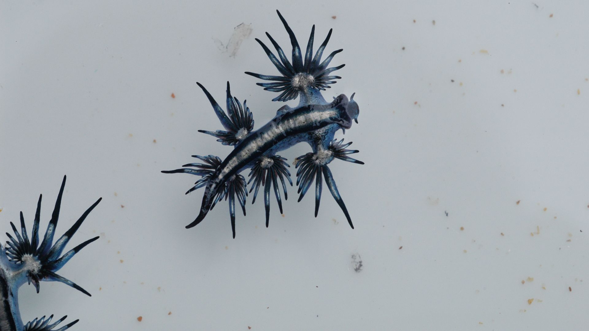 File:Blue Sea Slug - Glaucus atlanticus (6779157427).jpg