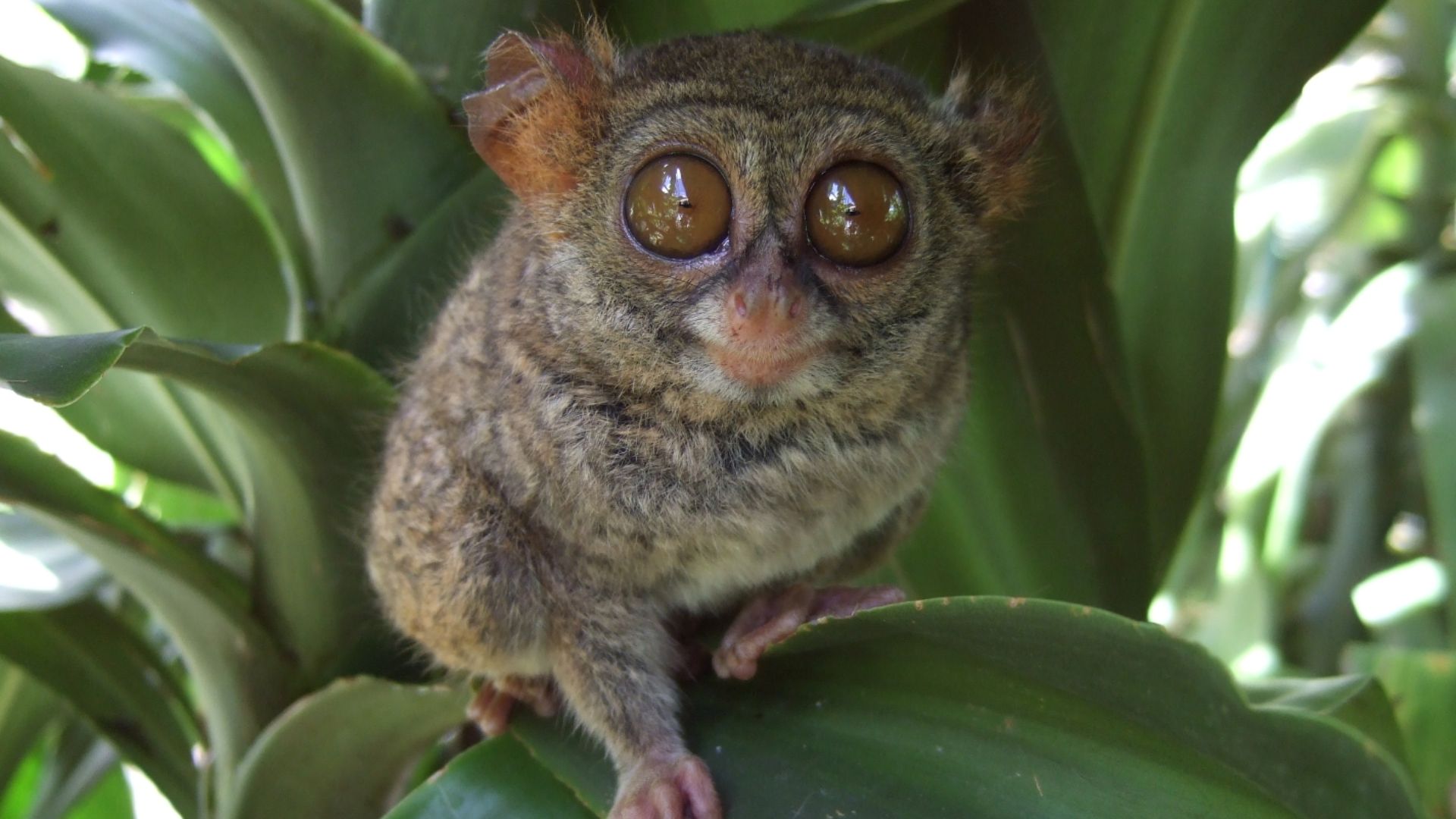File:Tarsius tarsier Tandurusa zoo.JPG