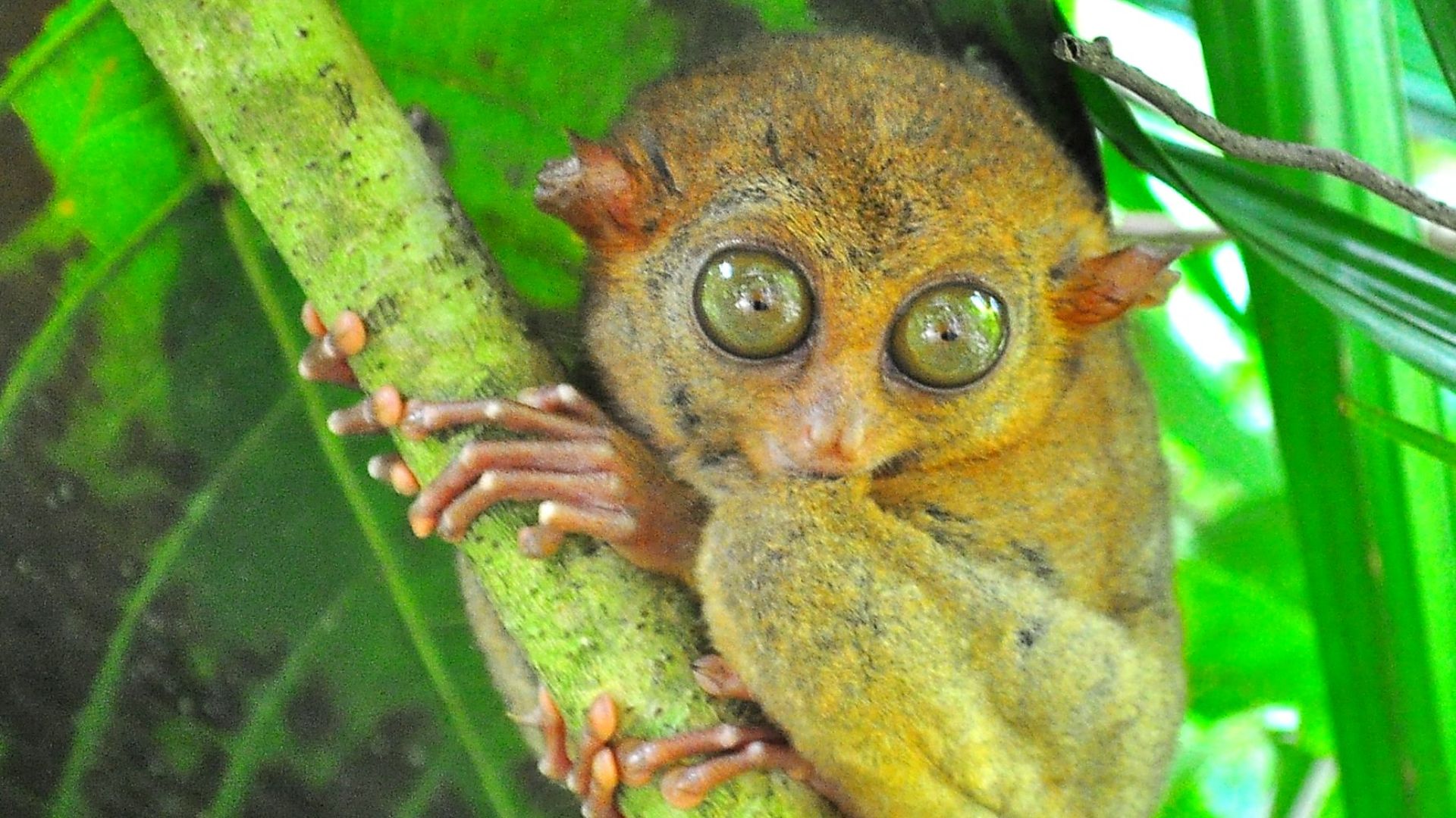 File:TARSIER (8622391931).jpg