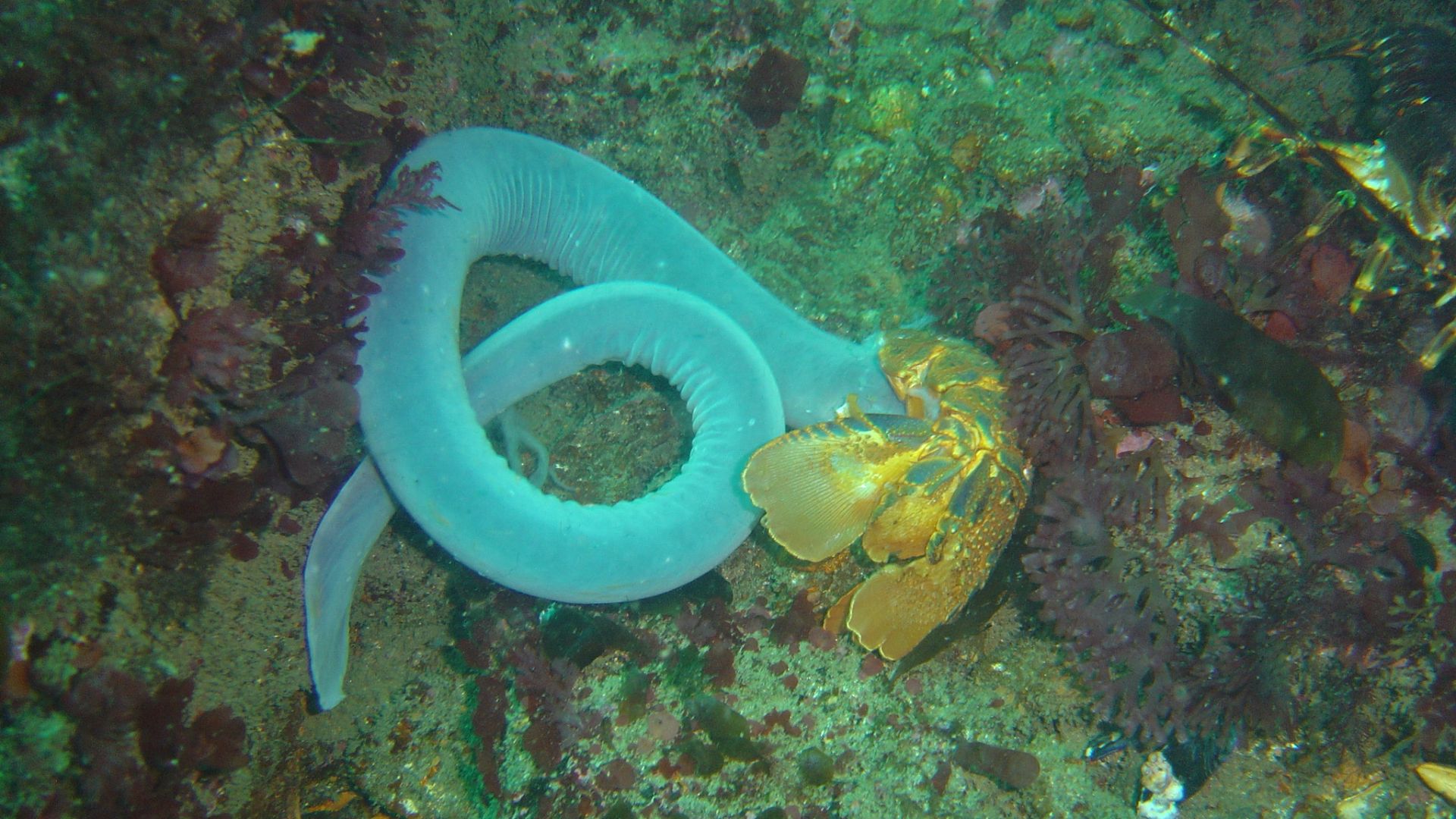 File:Hagfish at the Oakburn DSC09110.JPG