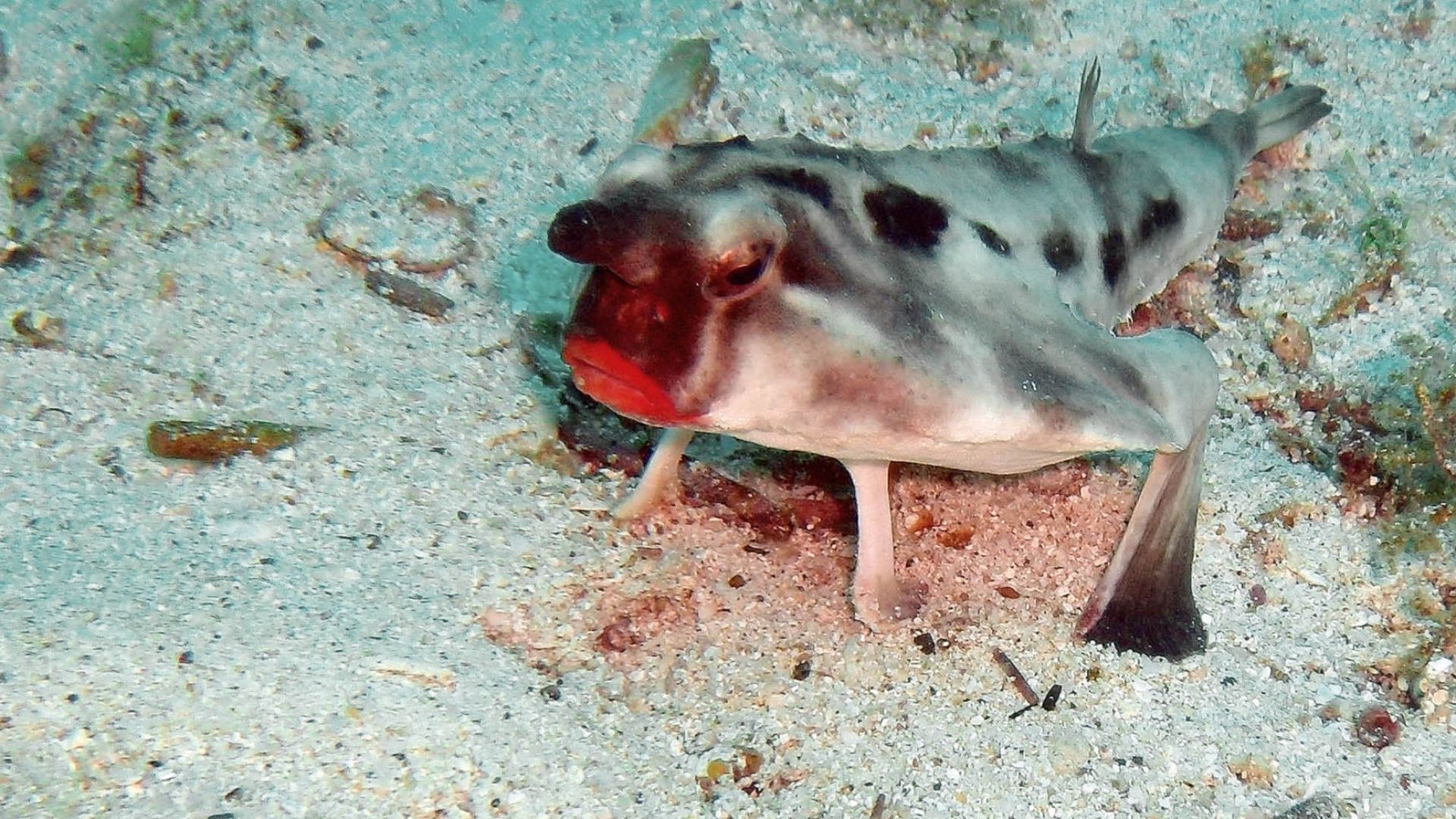 File:Red-lipped Bat fish.jpg