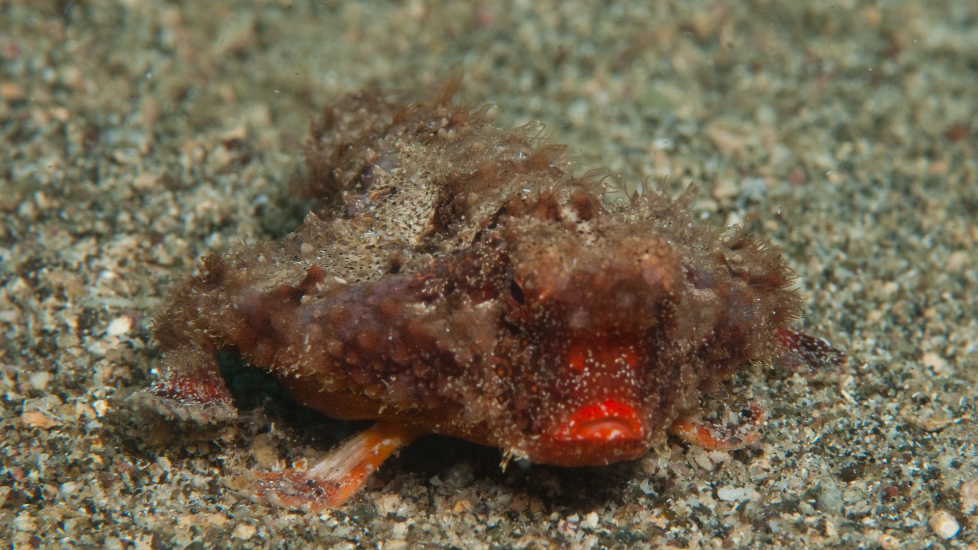 File:Ogcocephalus parvus (Saint Vincent and the Grenadines) 2.jpg