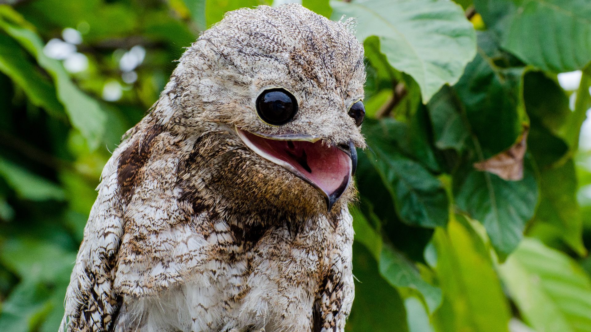 File:Mãe-da-lua-gigante (Nyctibius grandis).jpg