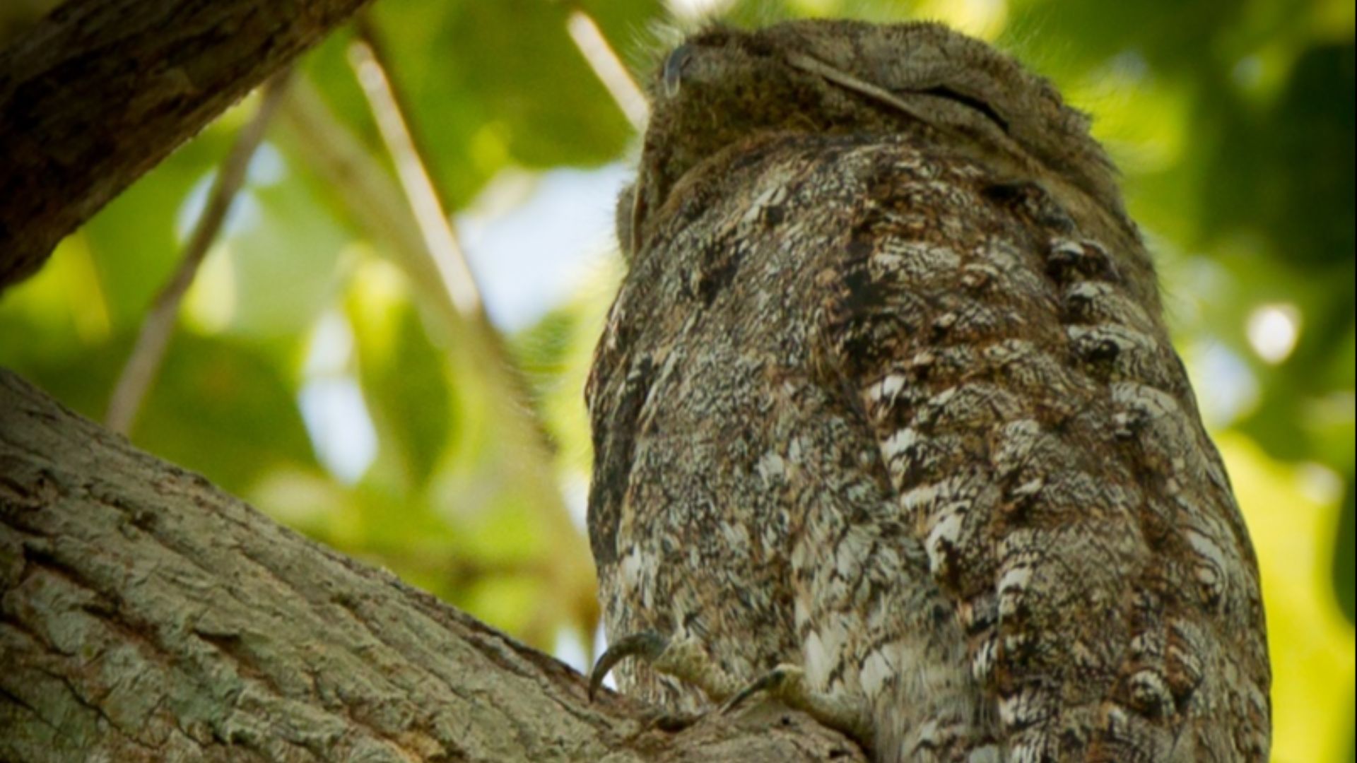 File:Nyctibius grandis perched.jpg