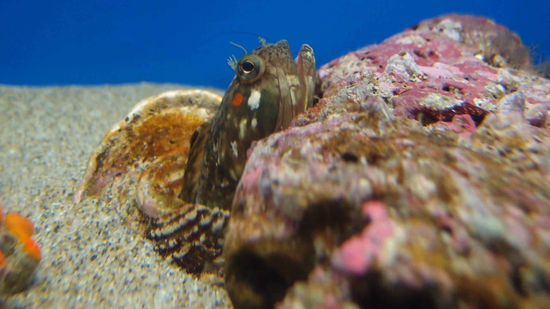File:Sarcastic fringehead.jpg