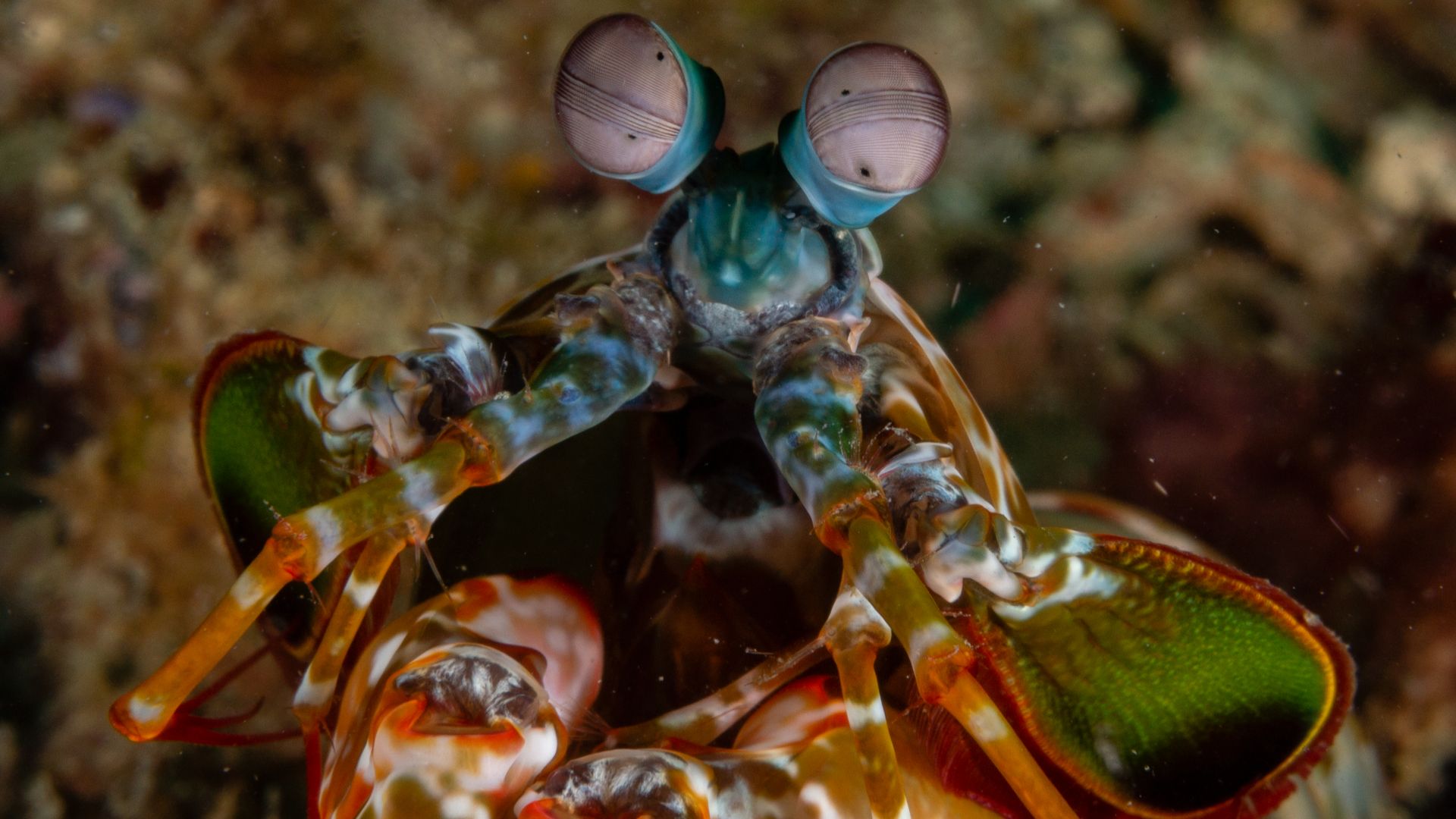 File:Mantis-Shrimp-Eyes.jpg