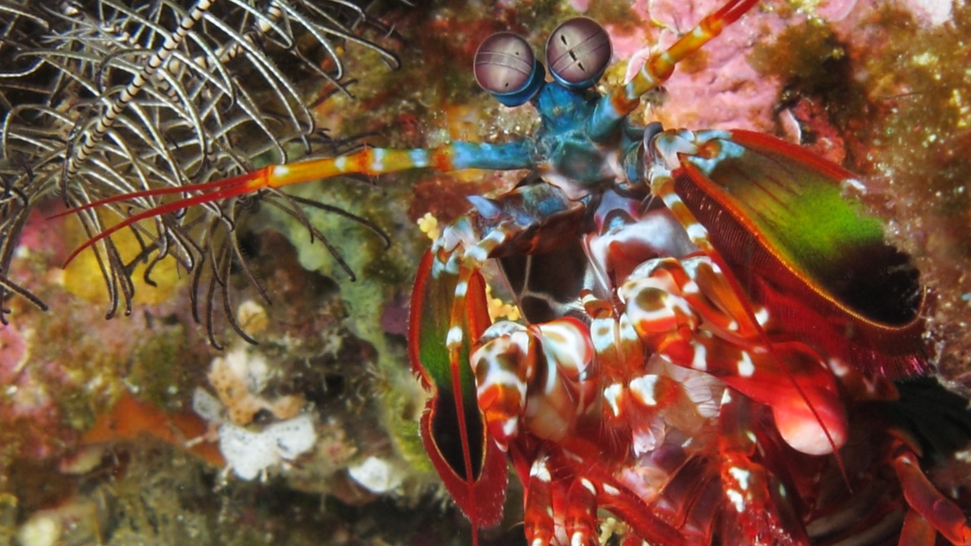 File:Curious mantis shrimp from Gilli Banta reef.JPG
