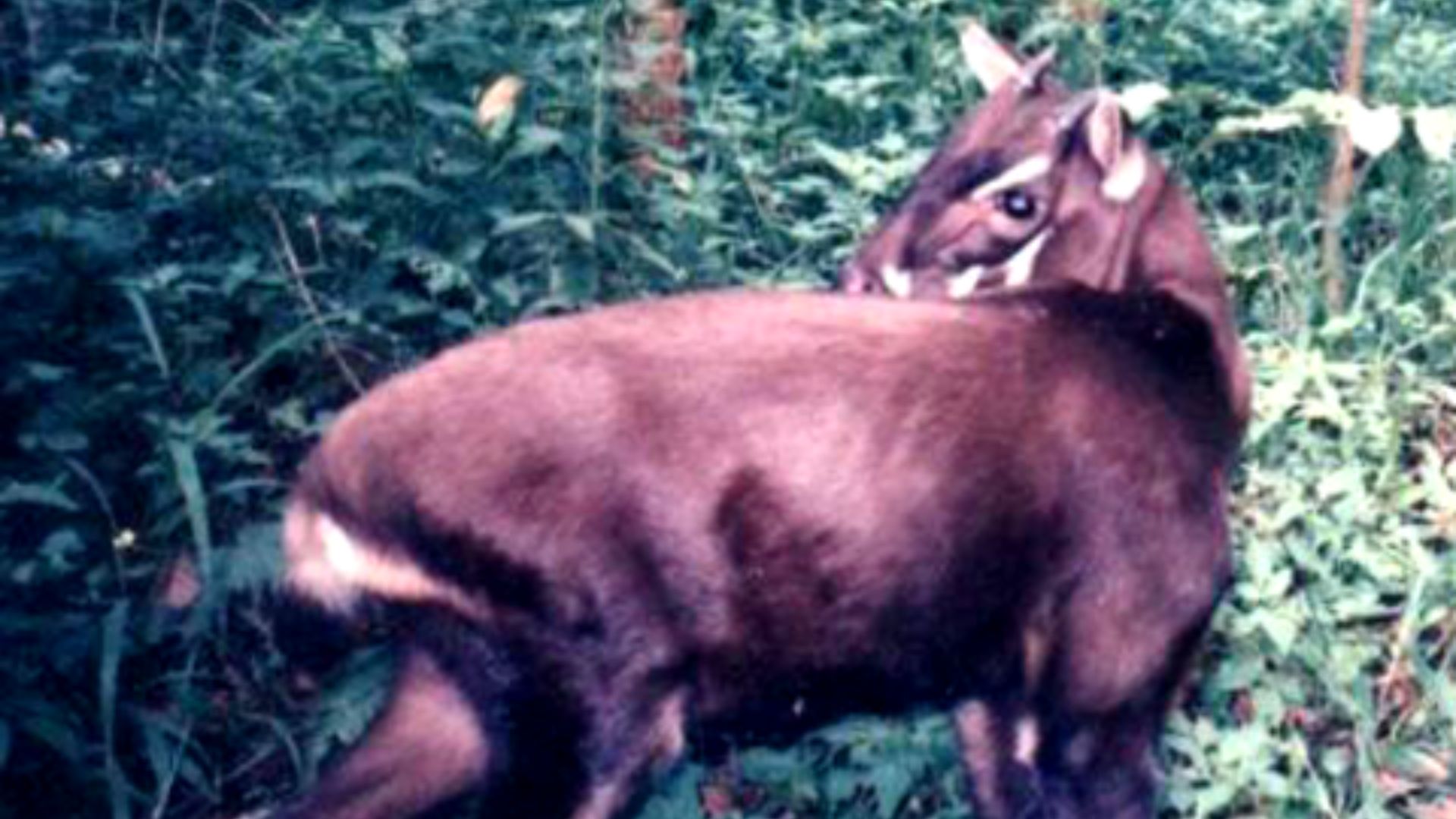 File:Pseudoryx nghetinhensis, b.PNG