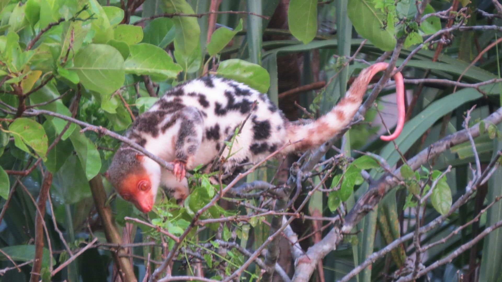 File:Spilocuscus papuensis 37904569.jpg