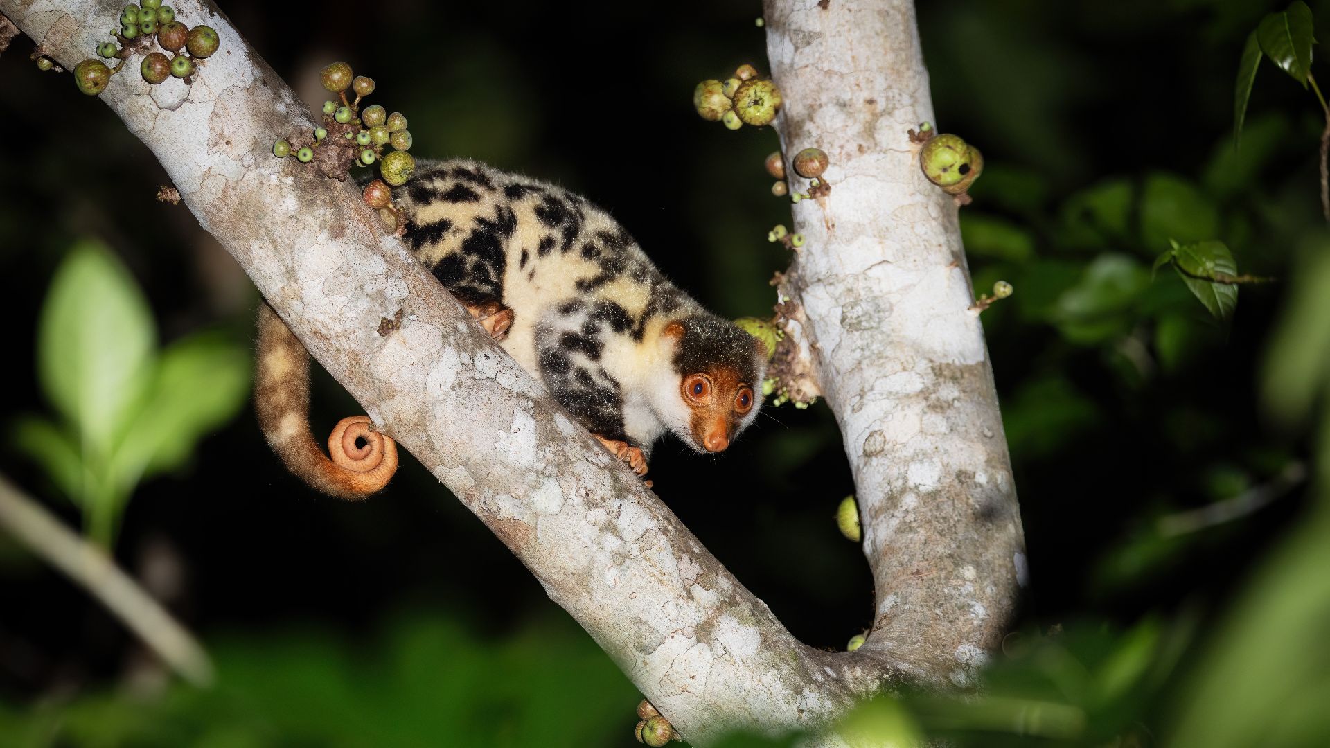 File:Waigeou Spotted Cuscus 0A2A3370.jpg