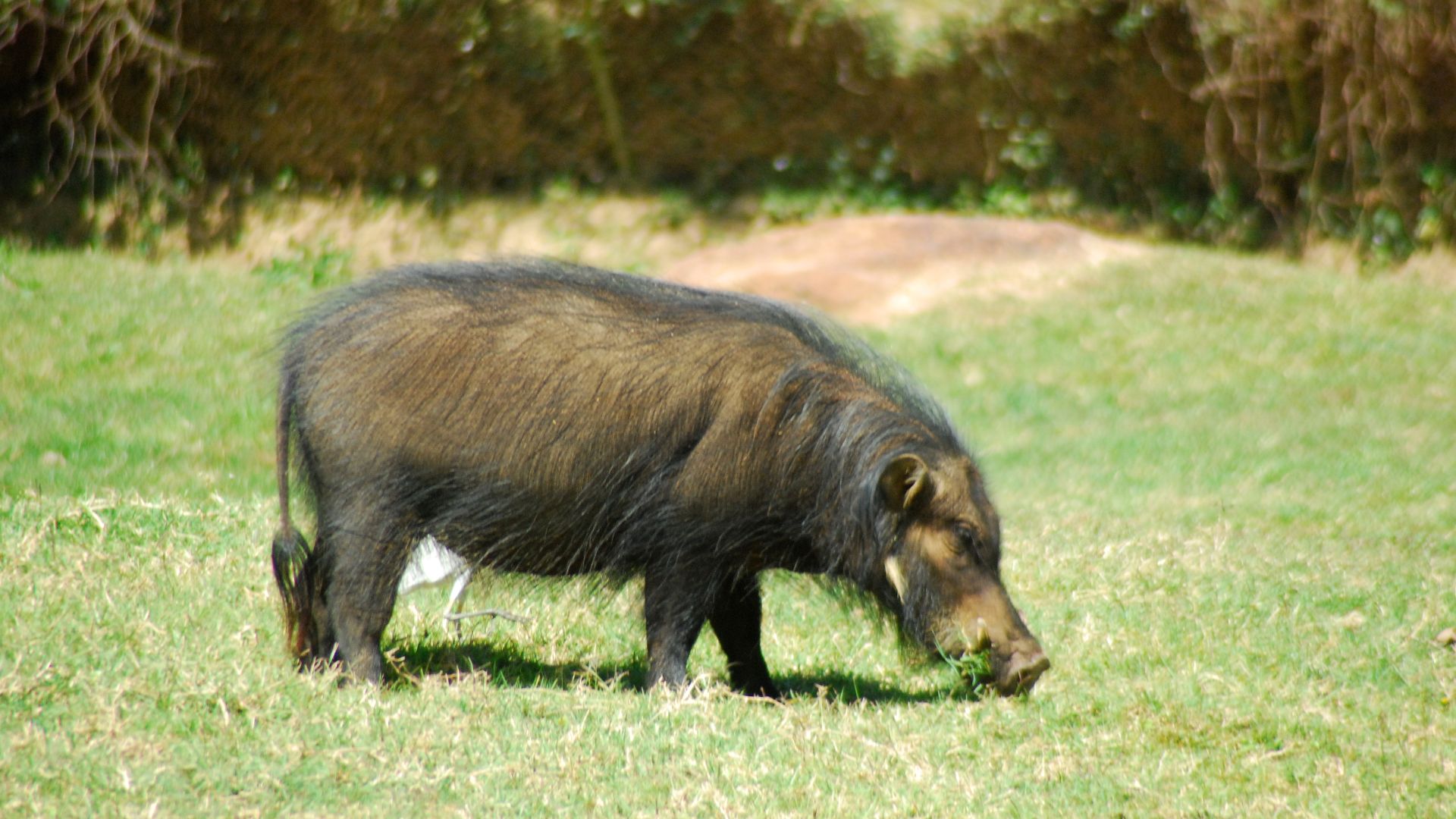 File:Hylochoerus meinertzhageni2.jpg